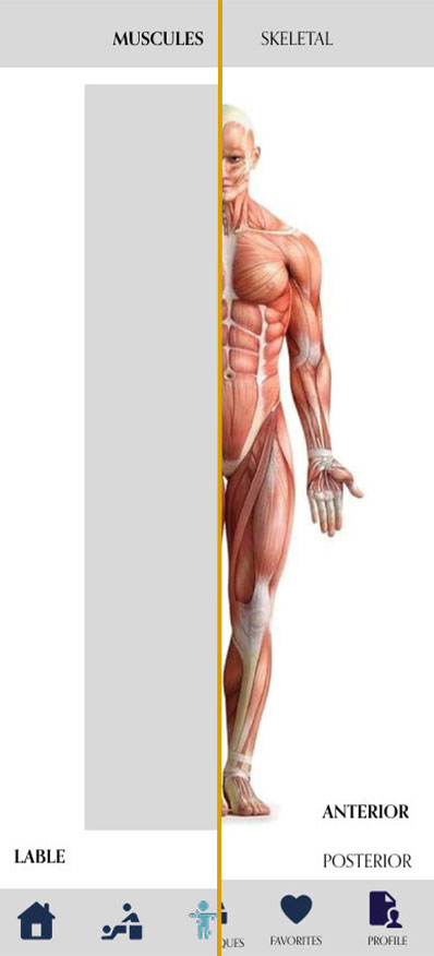 lofi and hifo of Anatomy Muscles page