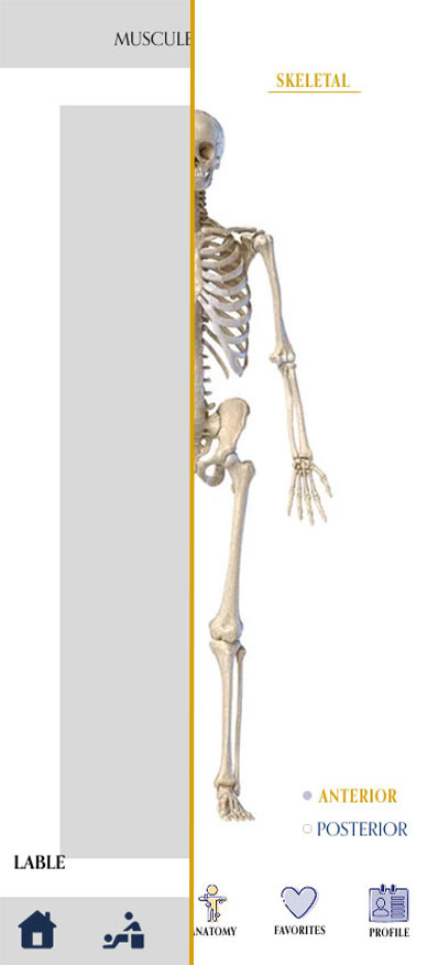lofi and hifo of Anatomy Skeletal page